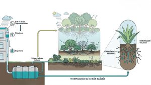 mikro-doğa sistemlerinde su yönetimi ve bitki katmanları şeması